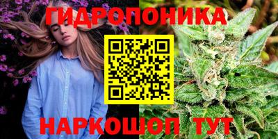 шишки Тара